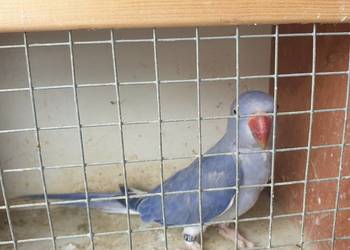 Aleksandretta obrożna g o