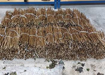 Sztobry czarnej porzeczki Sztobry czarnej porzeczki