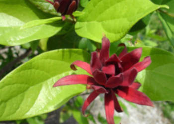 KIELICHOWIEC WONNY Calycanthus floridus - NASIONA 50 sztuk - 10g.
