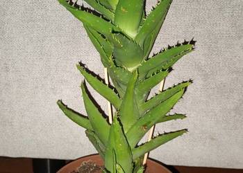 Aloes zielony nr 2, roślina rosnąca, wysokość 35cm