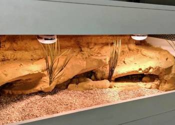 Terrarium pustynne dla gekona lamparciego agamy brodatej