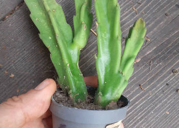 Stapelia grandiflora nr 6 duże włochate kwiaty