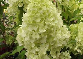 Hortensja Polar Bear