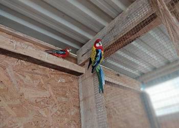 Rozelle białolice para