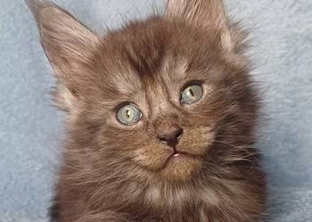 Maine Coon kocurek ns rodowód Fpl