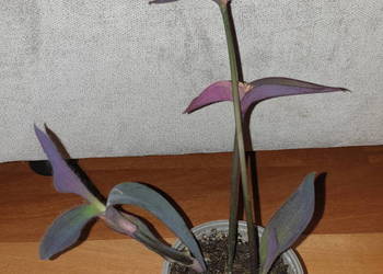 Trzykrotka, setkrezja purpurowa, szybko rośnie, wys. 24cm