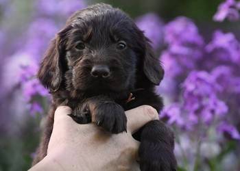 Flat-Coated Retriever ZKwP FCI – czarne i czekoladowe szczenięta | Moloseum