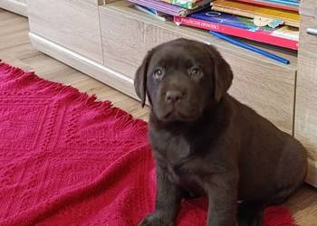 Pieski i suczki czekoladowe Labradory Retriever