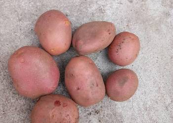 Ziemniaki jadalne BELLAROSA