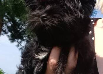 Śliczna Yorkshire Terrier  Black