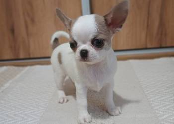 Chihuahua piękny chłopczyk
