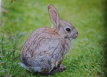 Tarcze łucznicza cel zwierzę do łuku wiatrówki 10x