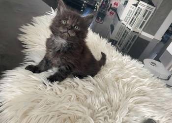 Ares kocurek Maine Coon