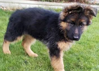 Owczarek niemiecki długowłosy