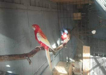 Sprzedam papugi rozelle białolice