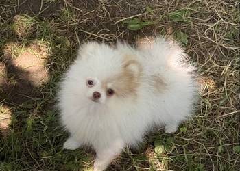 Szpic miniaturowy pomeranian