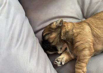 Piesek shih tzu