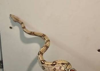 Boa imperator 2025 samiec