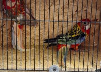 Rozella bialolica Rozella bialolica