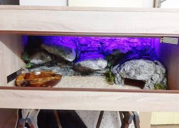 Terrarium od Egzo Systems dla gekona lamparciego agamy brodatej