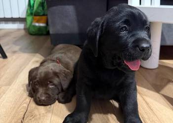 Pieski Labradora Retriever czekoladowe i czarne