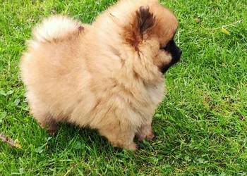 Szpic miniaturowy pomeranian cudny piesek