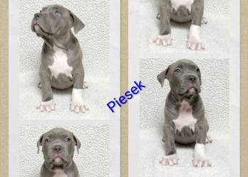 Amstaff , American staffordshire terrier