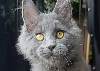 Niebieski Maine Coon - FPL