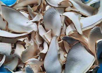 Pniarek brzozowy - Białoporek brzozowy - susz