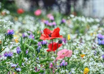 Nadzór przyrodniczy, opracowanie dokumentacji, raport ochrony środowiska