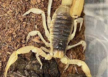 największy skorpion Ameryki Pn Hadrurus arizonensis