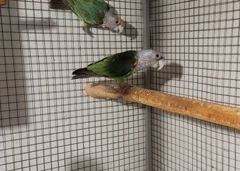 afrykanki kaplandzkie afrykanki kaplandzkie