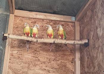 Rudosterki zielonolice