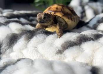 Żółw lądowy | wyposażenie oraz terrarium | wysyłka, transport