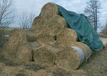 Słoma. Siano słoma z pszenicy