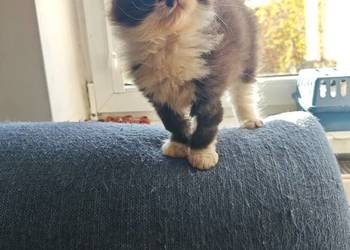 Pers Persy kot kotka