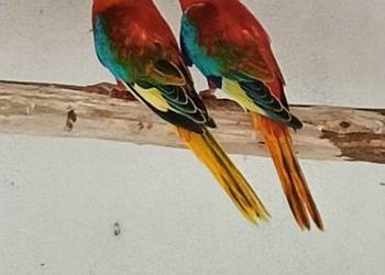 Łąkówka turkusowa  opalowa Łąkówka turkusowa  opalowa