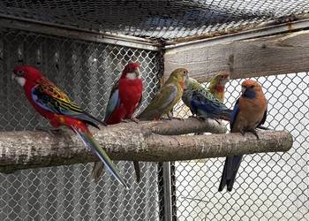 Rozelle królewskie i białolice