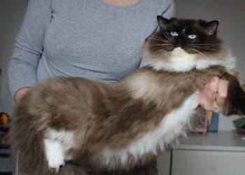 Kocur ragdoll 7 lat