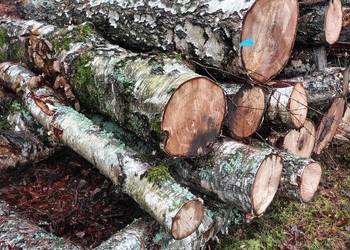 Drewno kominkowe opałowe