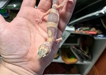 Gekon Lamparci Eublepharis macularius