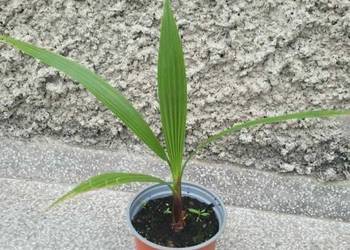 Palma Waszyngtonia Robusta