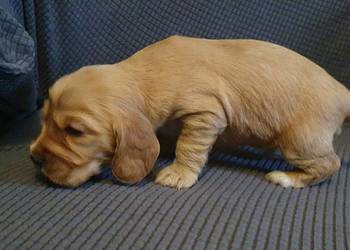 Cocker Spaniel Angielski piesek