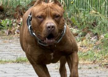 Pitbull Reproduktor