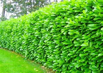 Laurowiśnia caucasica i novita