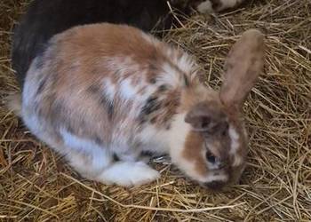 Króliki samiczki