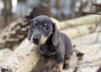 Wyjątkowa! Sunia Jamnik miniaturowy Isabella z rodowodem