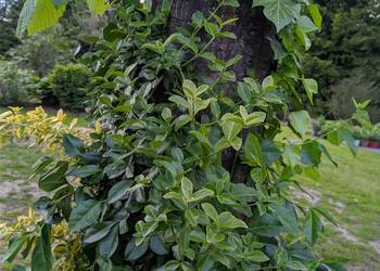 Trzmielina Zielona pnąca duże sadzonki