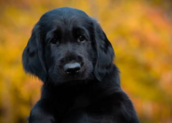 flat coated retriever szczenięta Kowalki