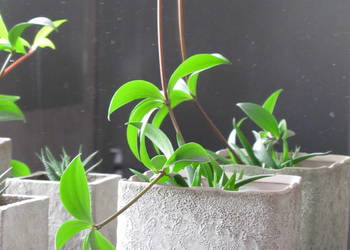 Kwiat doniczkowy Peperomia Pereskifolia